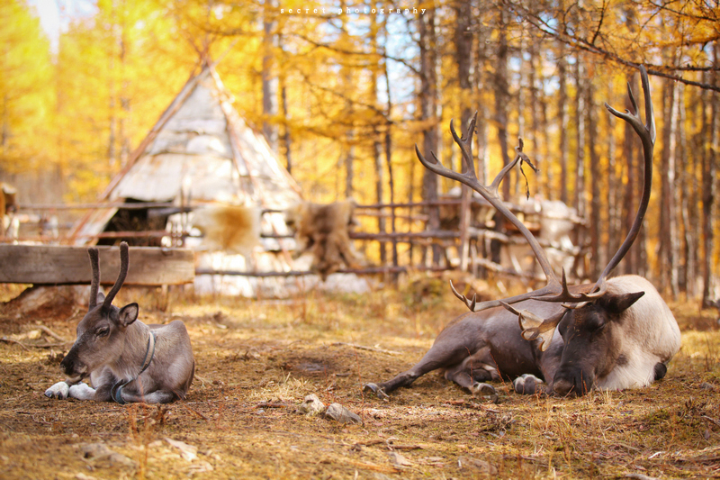 00 建议游玩时长:1-2小时 必去景点:敖鲁古雅鄂温克族驯鹿文化博物馆
