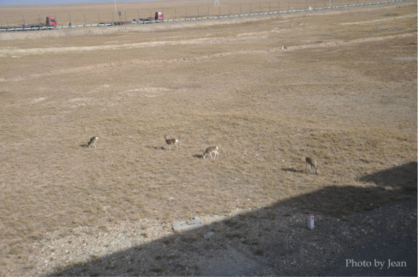 西藏天路最新情况 wKgB3FB9b769LS6YAAwG7MAOS_c81.jpeg?imageView2%2F2%2Fw%2F600%2Fh%2F600%2Fq%2F90