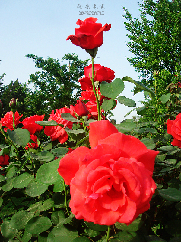 北京的市花是什么