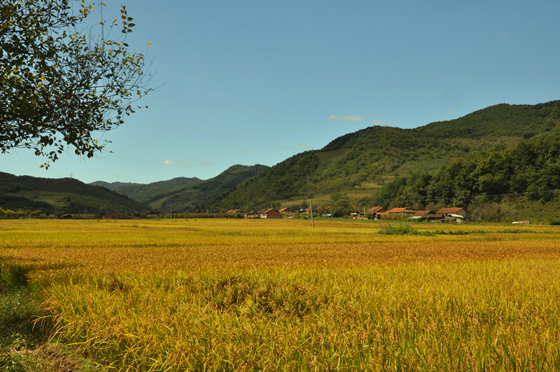 东北农村一个人口粮地多少地_东北农村