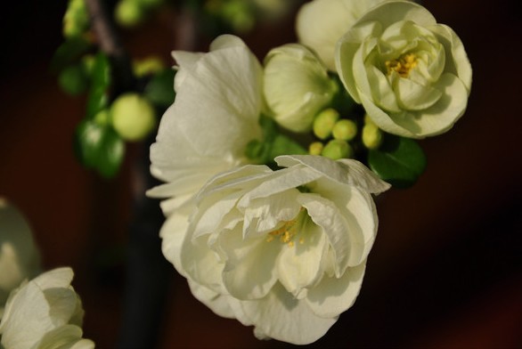 上海世纪公园门票是多少,上海世纪公园怎么去