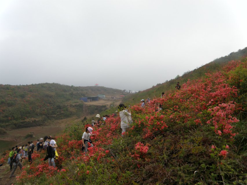 温岭上堡山看杜鹃