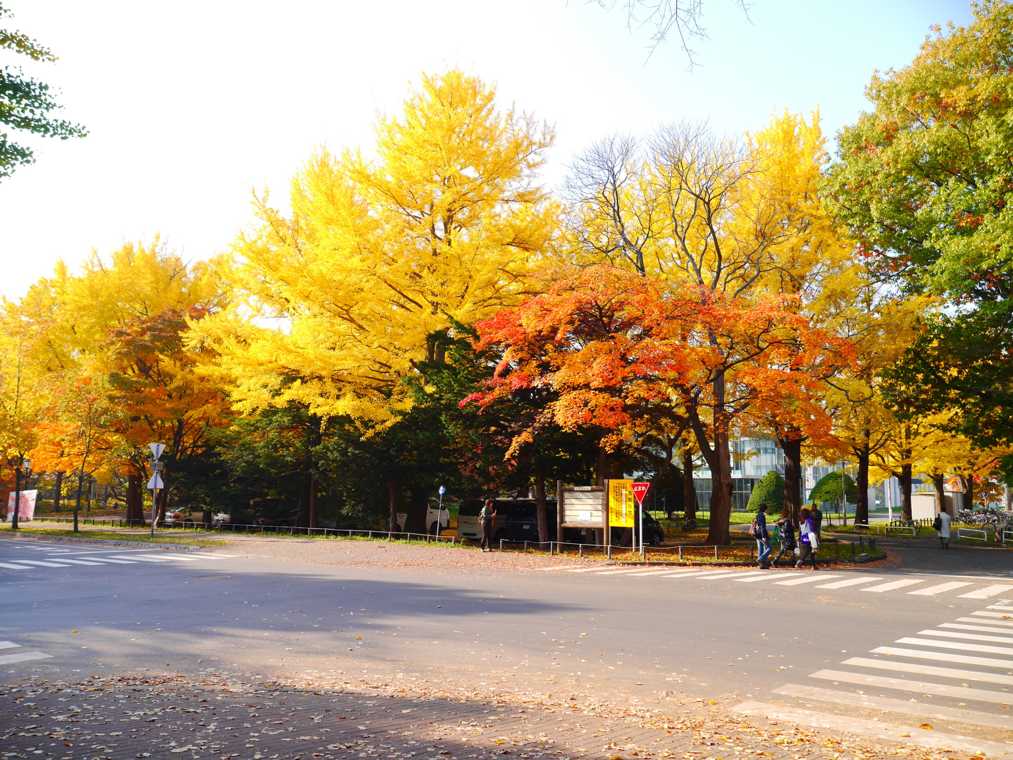北海道大学绚烂秋景，阳光洒满校园 