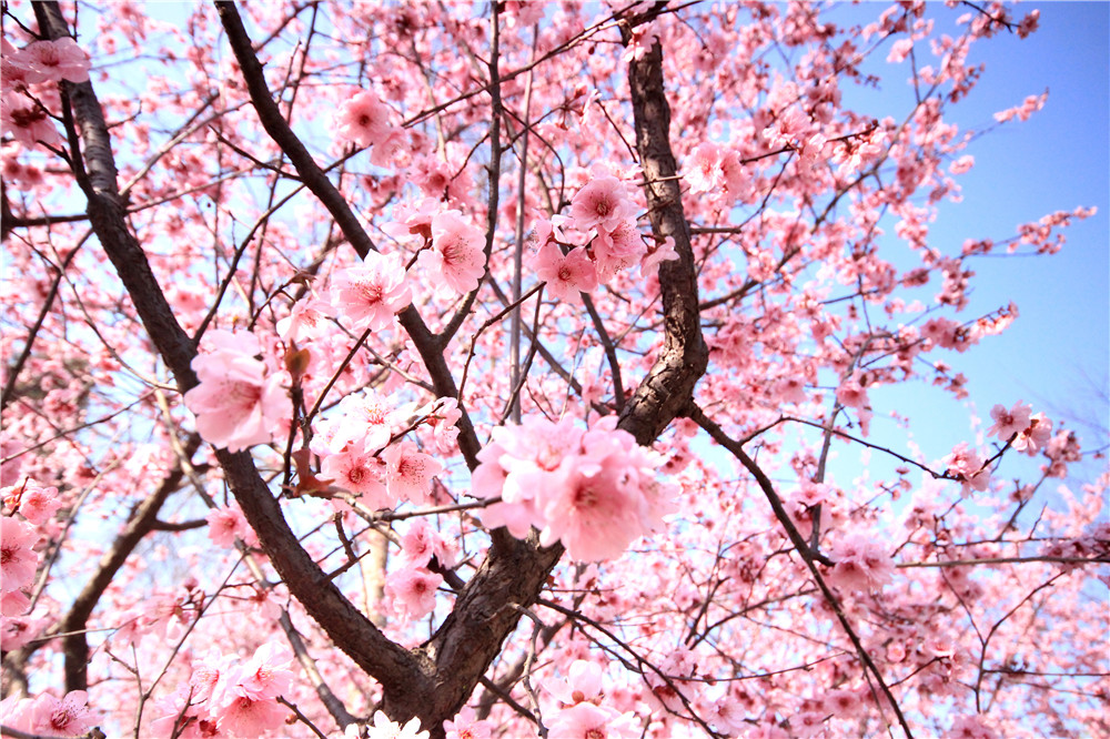 【南京梅花节】2019南京国际梅花节攻略，2019南京国际梅花节活动详情