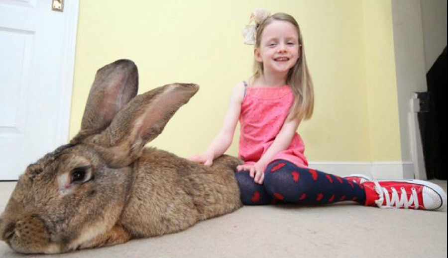 世界最大兔子，世界上最大的兔子是什么品种 