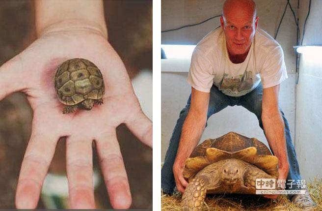 【苏卡达象龟】英男子结婚礼物送小龟 14年后变巨龟