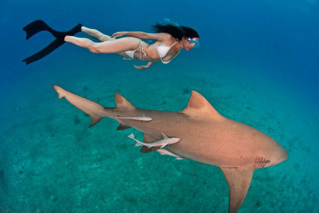 鲨鱼视频大全高清中文 wKgB4lNfTjqAK4sMAAHDP-Gk1Gk91.jpeg?imageView2%2F2%2Fw%2F2000%2Fh%2F600%2Fq%2F90