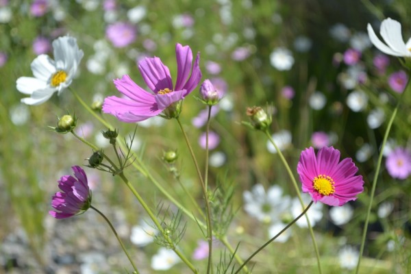 山上的格桑花歌曲原唱 wKgB4lLrqXOAdtzpAAZyCxr-09484.jpeg?imageView2%2F2%2Fw%2F600%2Fh%2F600%2Fq%2F90