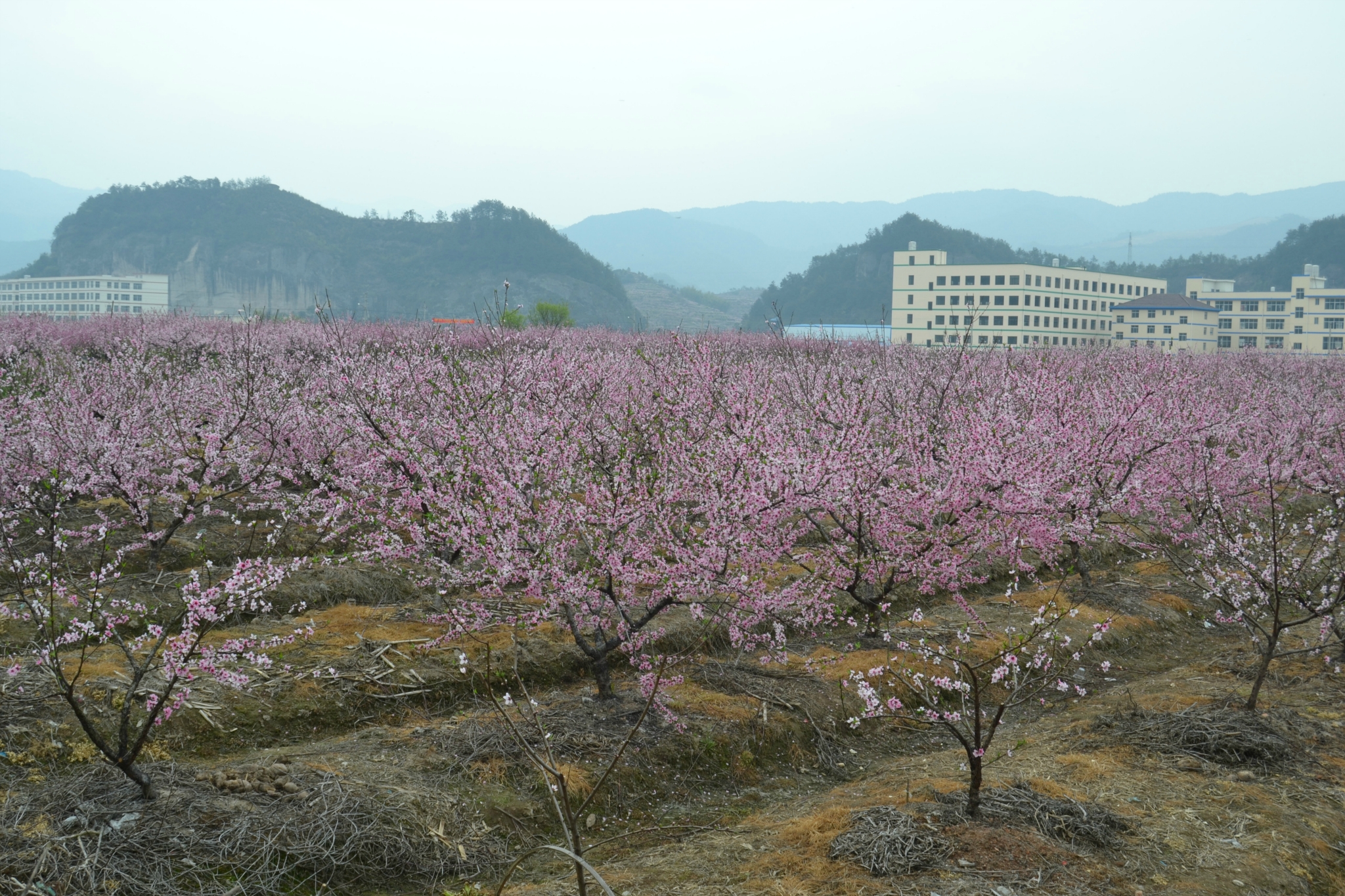 丽水市缙云县壶镇镇有多少人口_浙江省丽水市缙云县