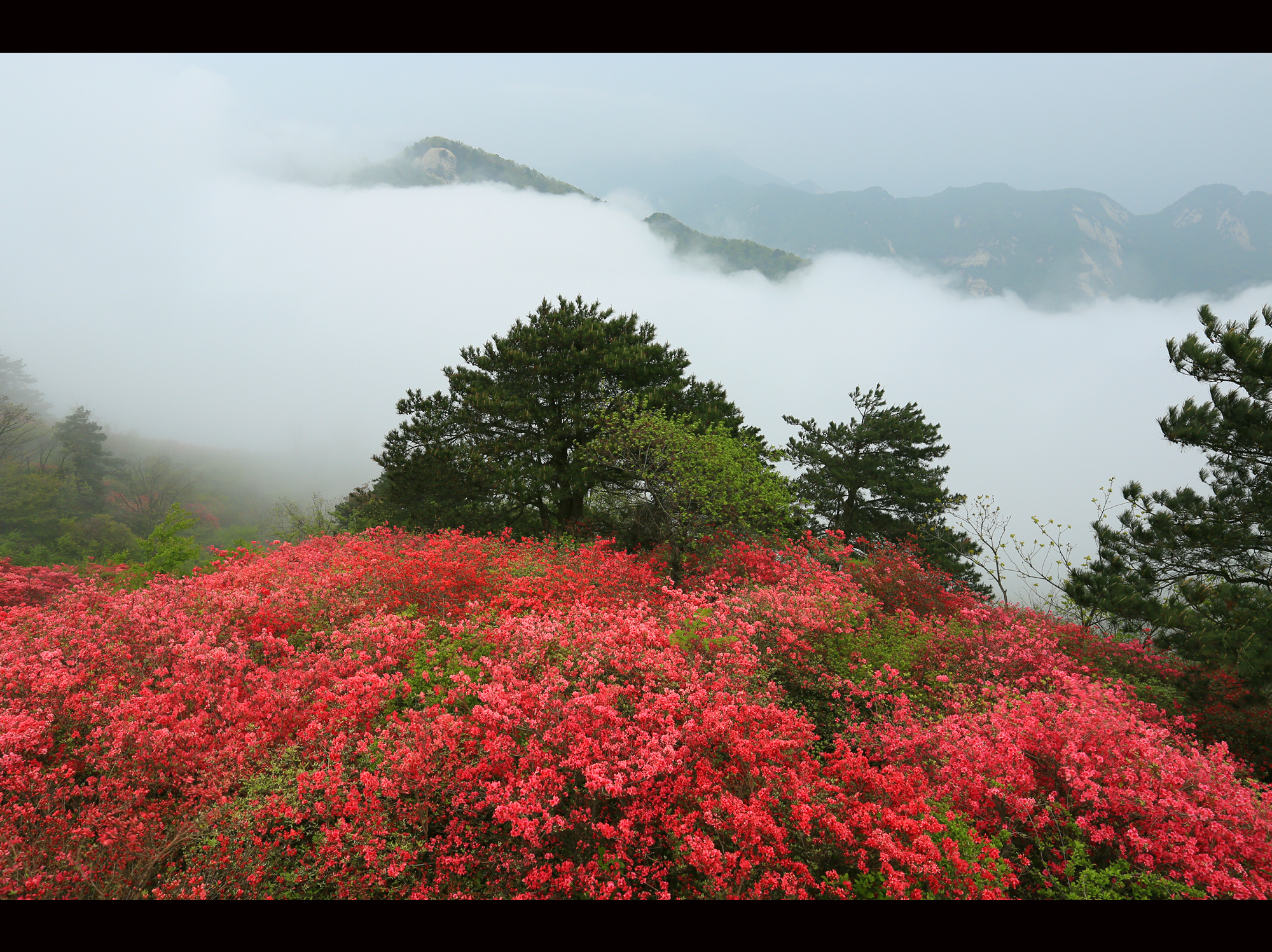 雾里看花,花更艳—2014麻城龟峰山赏杜鹃(多美图)