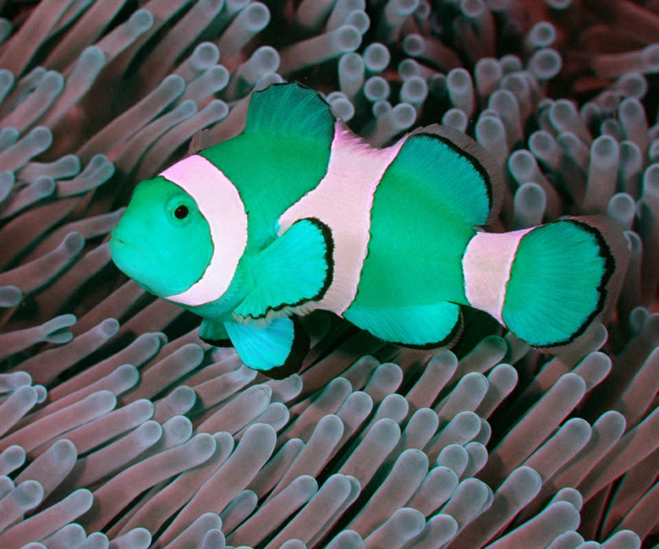 海底萌物:实拍印度尼西亚小丑鱼