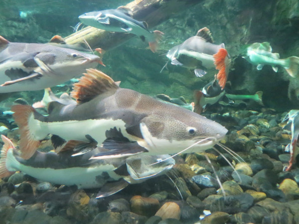 海底动物的活动方法 wKgB4lONszCAJApxAARaOq6vnTg01.jpeg?imageView2%2F2%2Fw%2F600%2Fq%2F90%7CimageMogr2%2Fstrip%2Fquality%2F90