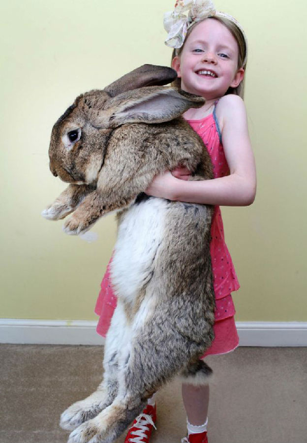 【世界最大兔子】体长一米，食量惊人 