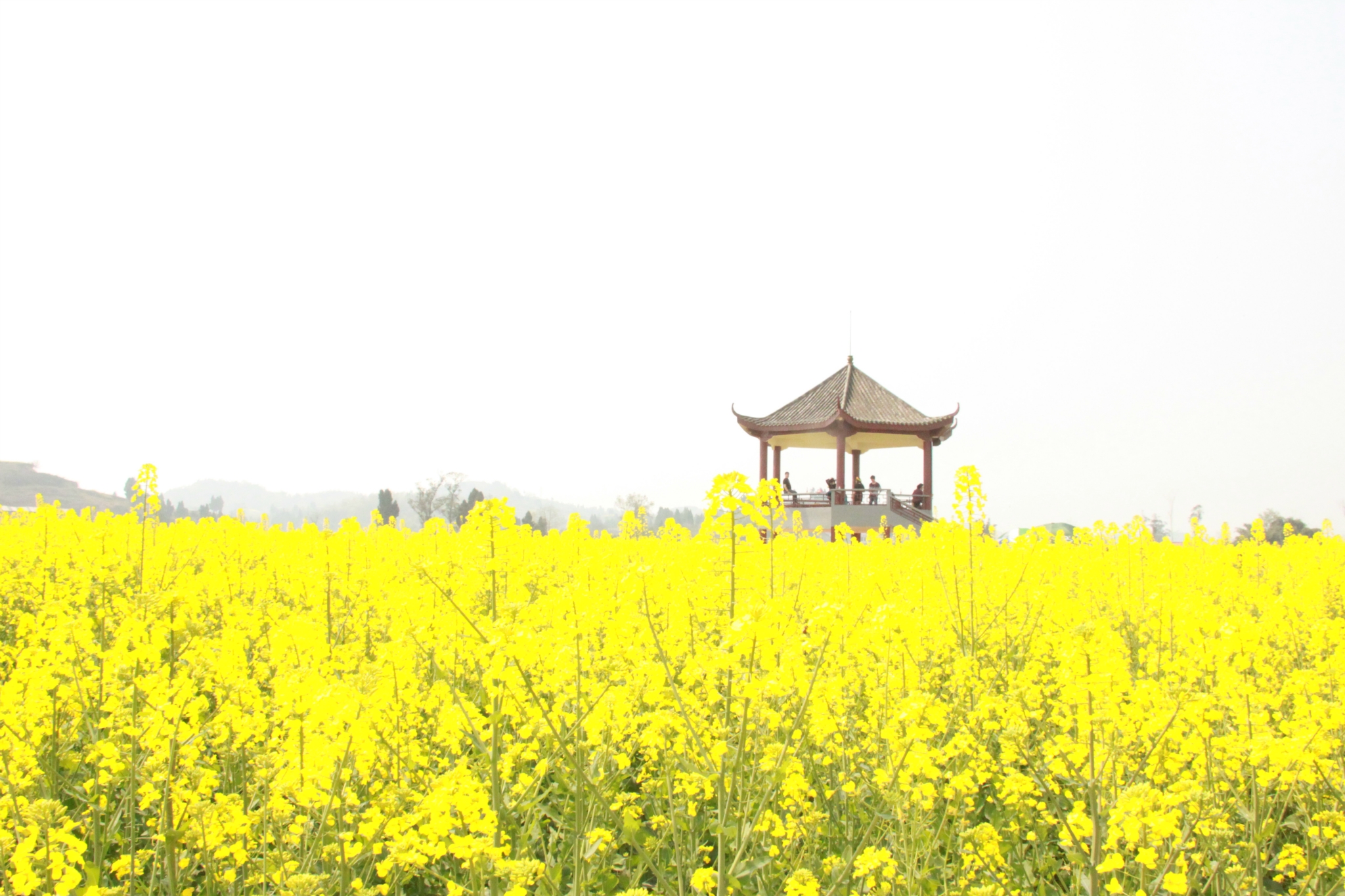 2018潼南油菜花地点:重庆潼南县崇龛镇 崇龛镇位于潼南城