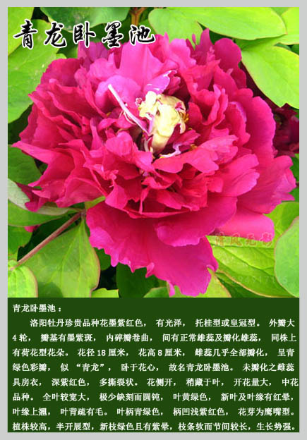 国色天香,国花-牡丹