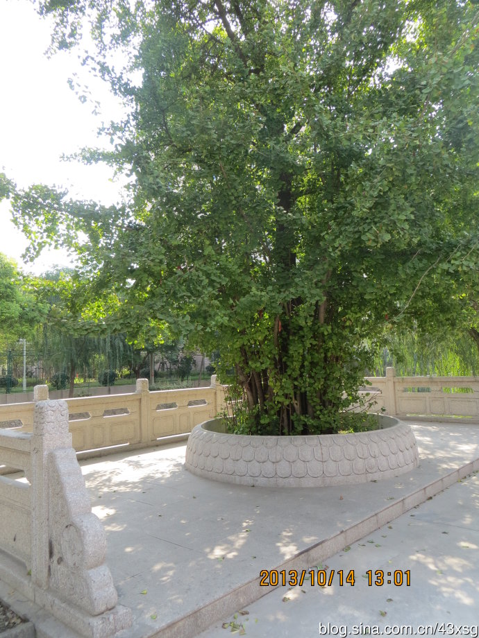 太平禅寺正门前壁照部位,改成了菩提树.