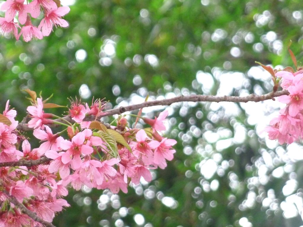 黄山樱花最佳观赏期，黄山看樱花最佳时间，黄山赏樱花几月份最合适
