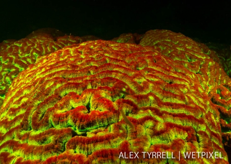 荧光脑珊瑚(fluorescent brain coral )