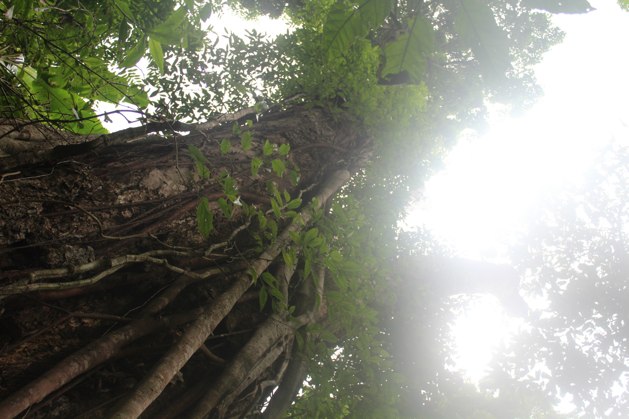 景洪多少人口_景洪大佛寺(3)