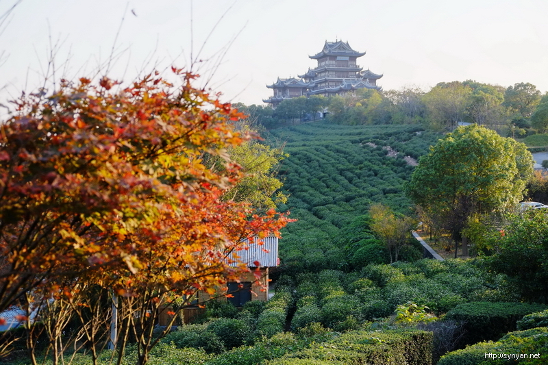 蒋子阁