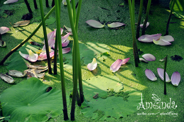 什么是出水芙蓉 wKgB6lPxgnWAVPcOAAQiA244zHM20.jpeg?imageView2%2F2%2Fw%2F600%2Fh%2F600%2Fq%2F90