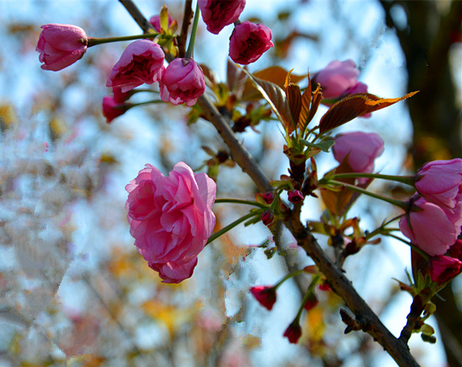 龙泉桃花节