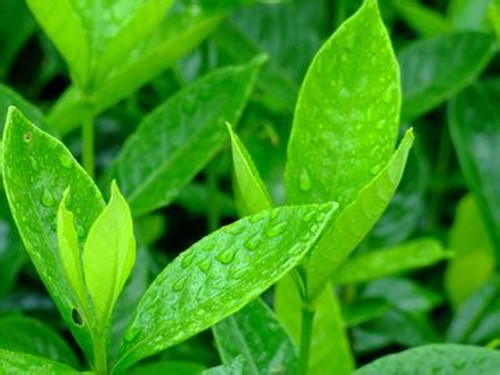 【明前茶和雨前茶的区别】明前茶和雨前茶哪个好