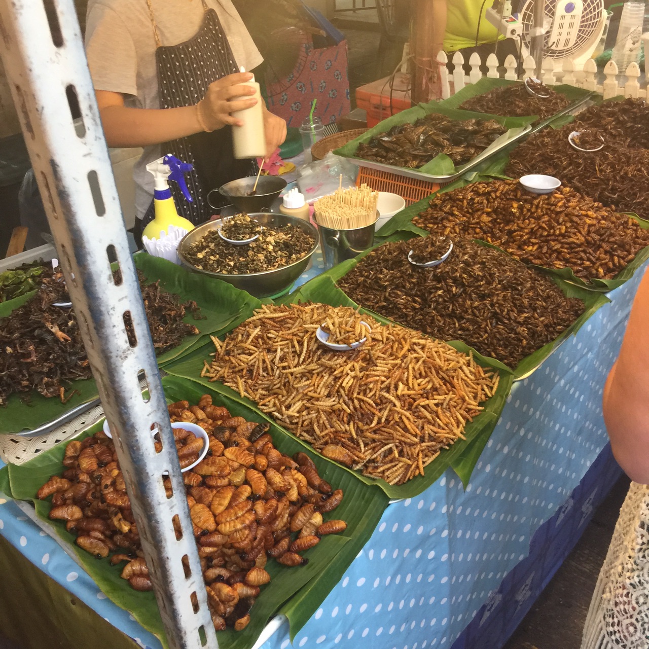 蚂蚱和大猜成语_大蚂蚱图片(3)