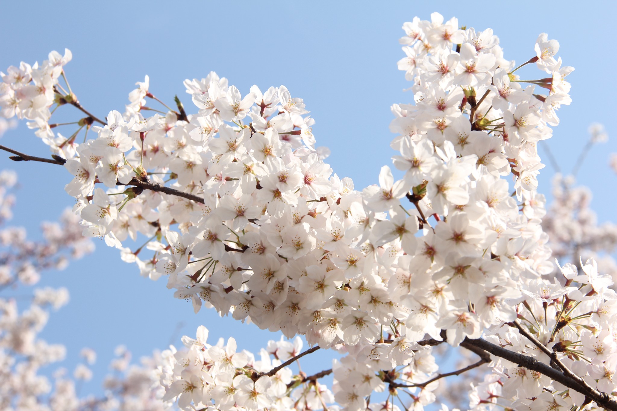 【东京樱花什么时候开】2016东京樱花花期 观赏地