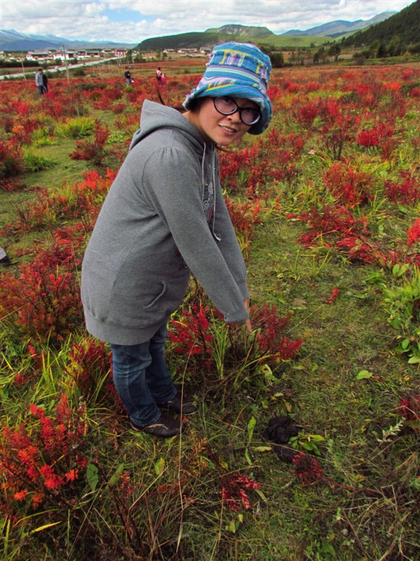 梅里雪山四日游毕业之旅,相约9月最美的香格里拉狼毒花