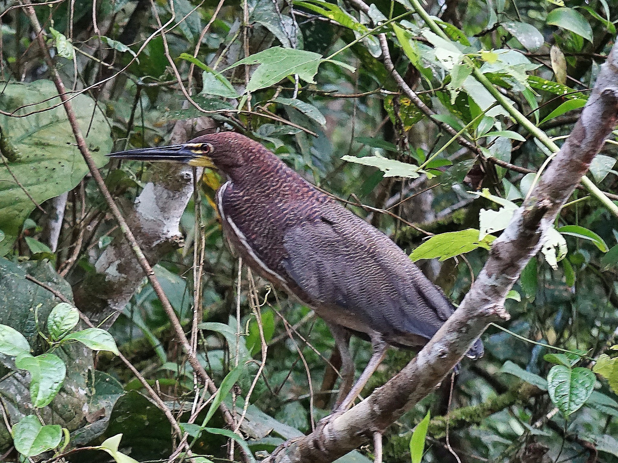 厄瓜多尔:亚苏尼国家公园20种热带雨林生物科普