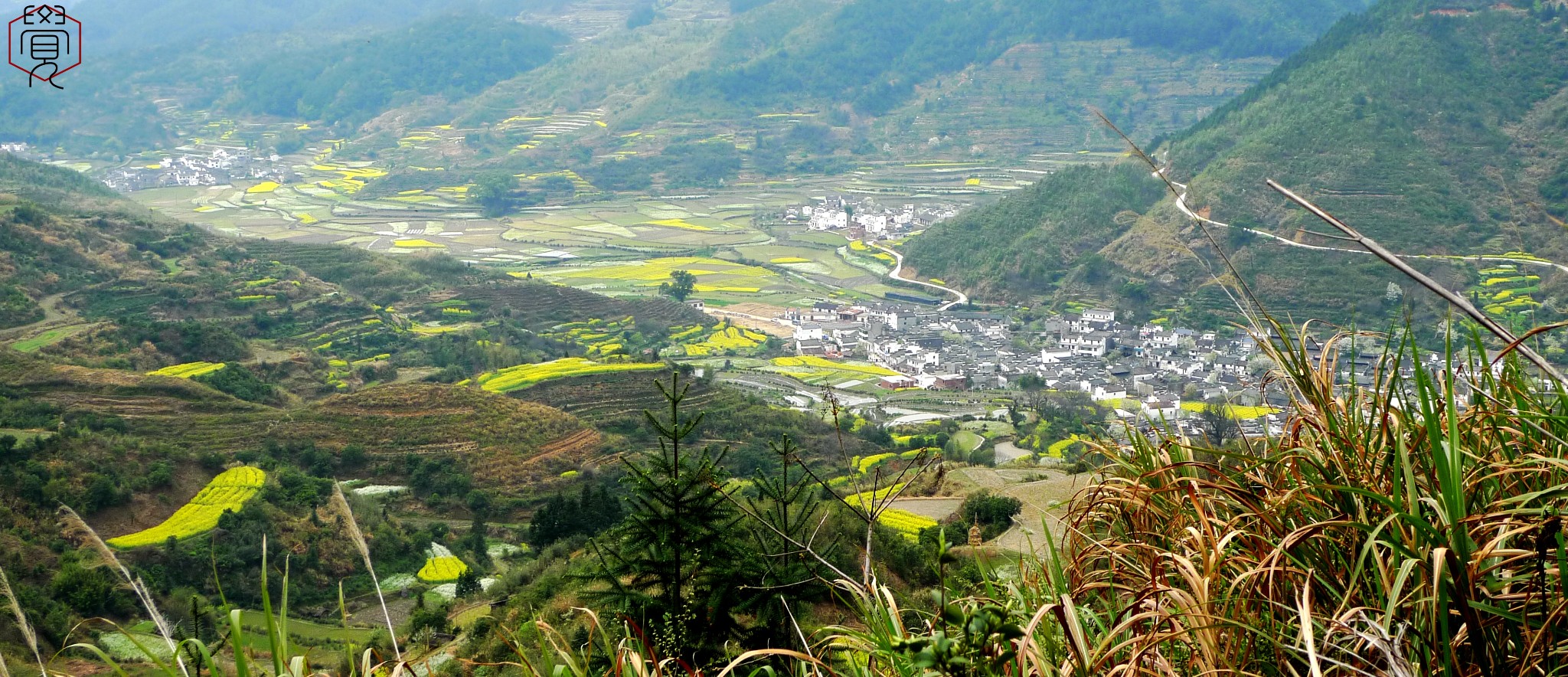 犁头山村人口_犁头草图片(3)