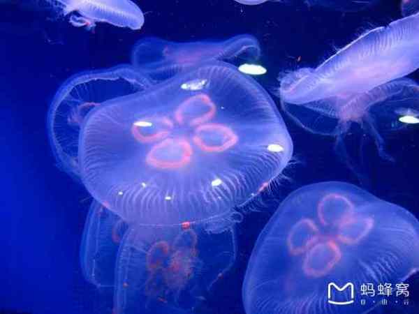 水母世界上有多少种 wKgBs1aZw2KAI0JBAABDu5Uy5iM09.jpeg?imageView2%2F2%2Fw%2F600%2Fh%2F600%2Fq%2F90