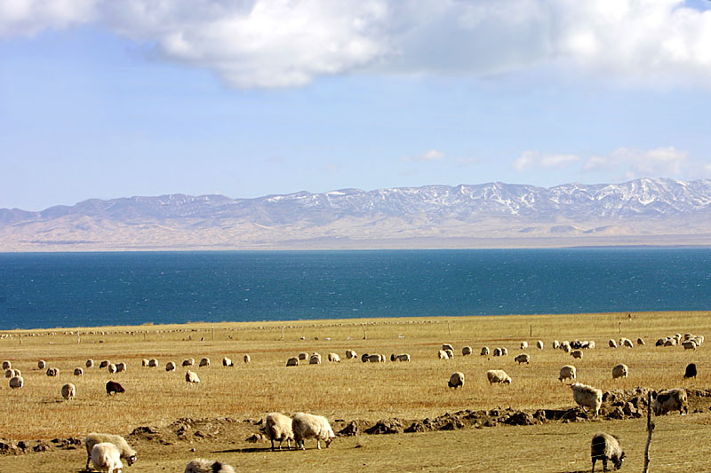 都兰简谱_都兰马头琴(3)