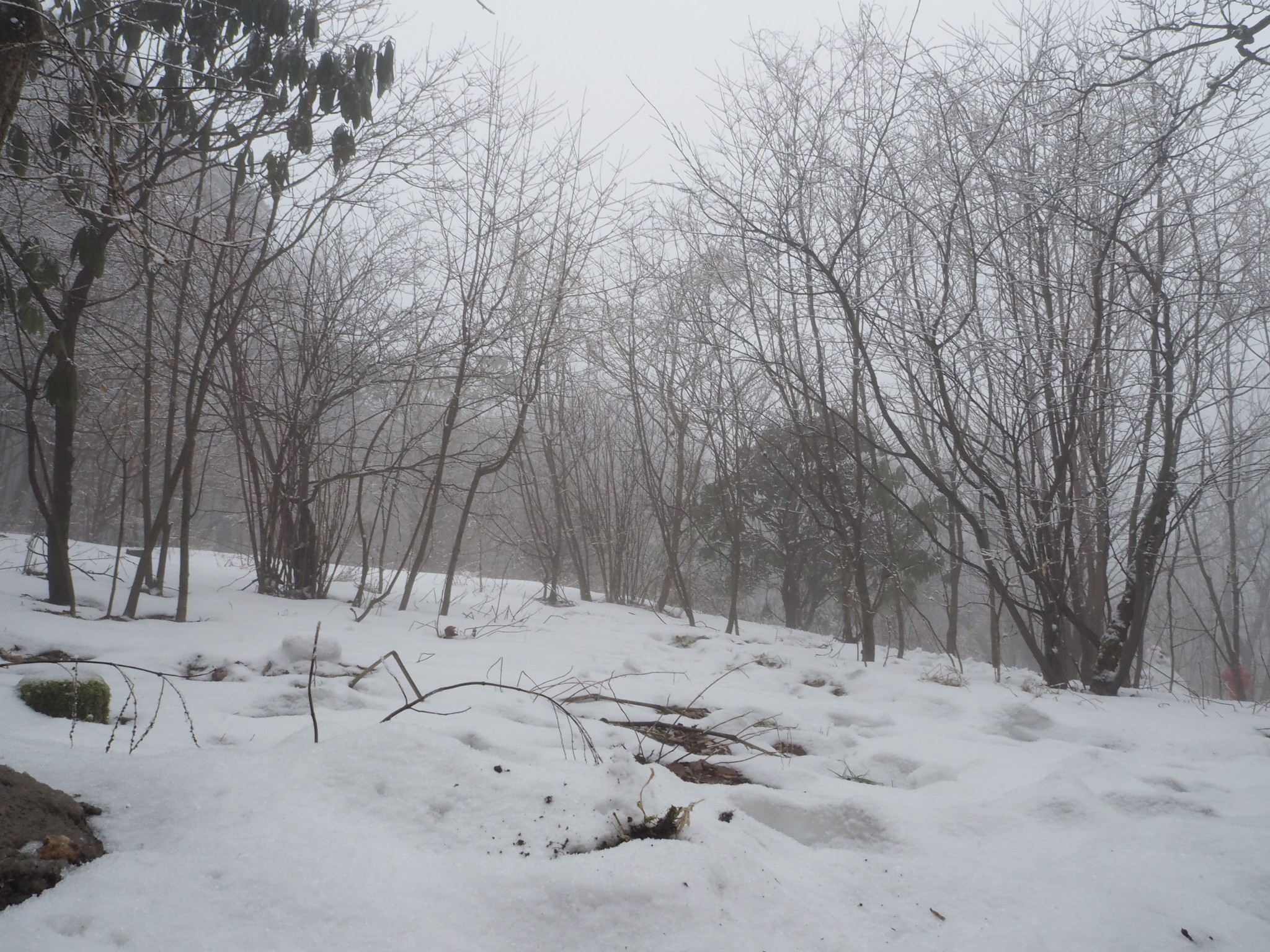 什么雪皑皑成语_雪之下雪乃