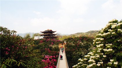 毕节百里杜鹃风景区门票