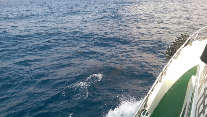 花莲天气什么时候适合赏鲸,路线怎么安排