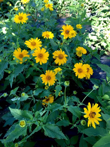 世界上最好看的花海 wKgBs1fCb0KAcJIdABBFgm7lYbI82.jpeg?imageView2%2F2%2Fw%2F600%2Fh%2F600%2Fq%2F90