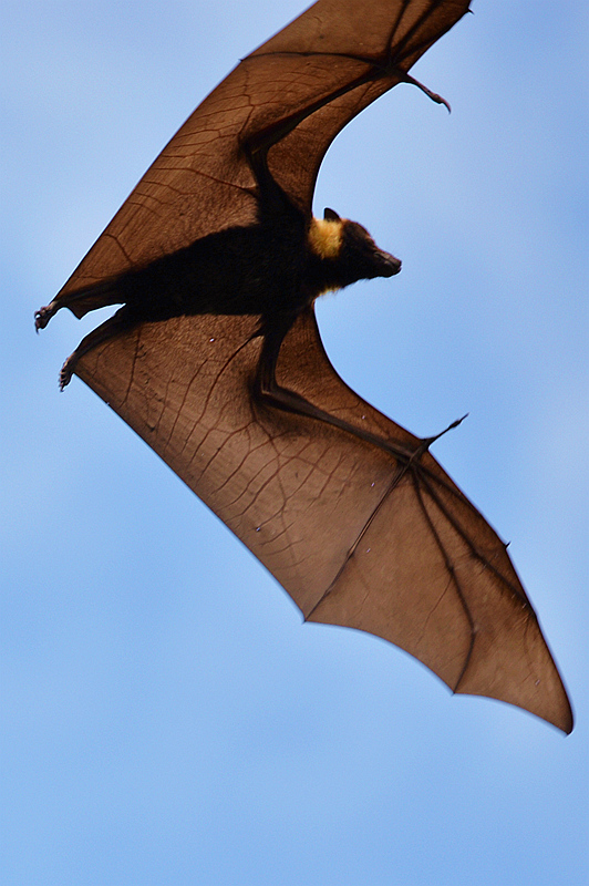 回复游记【汤加】世上最大的巨型蝙蝠(图组30p)