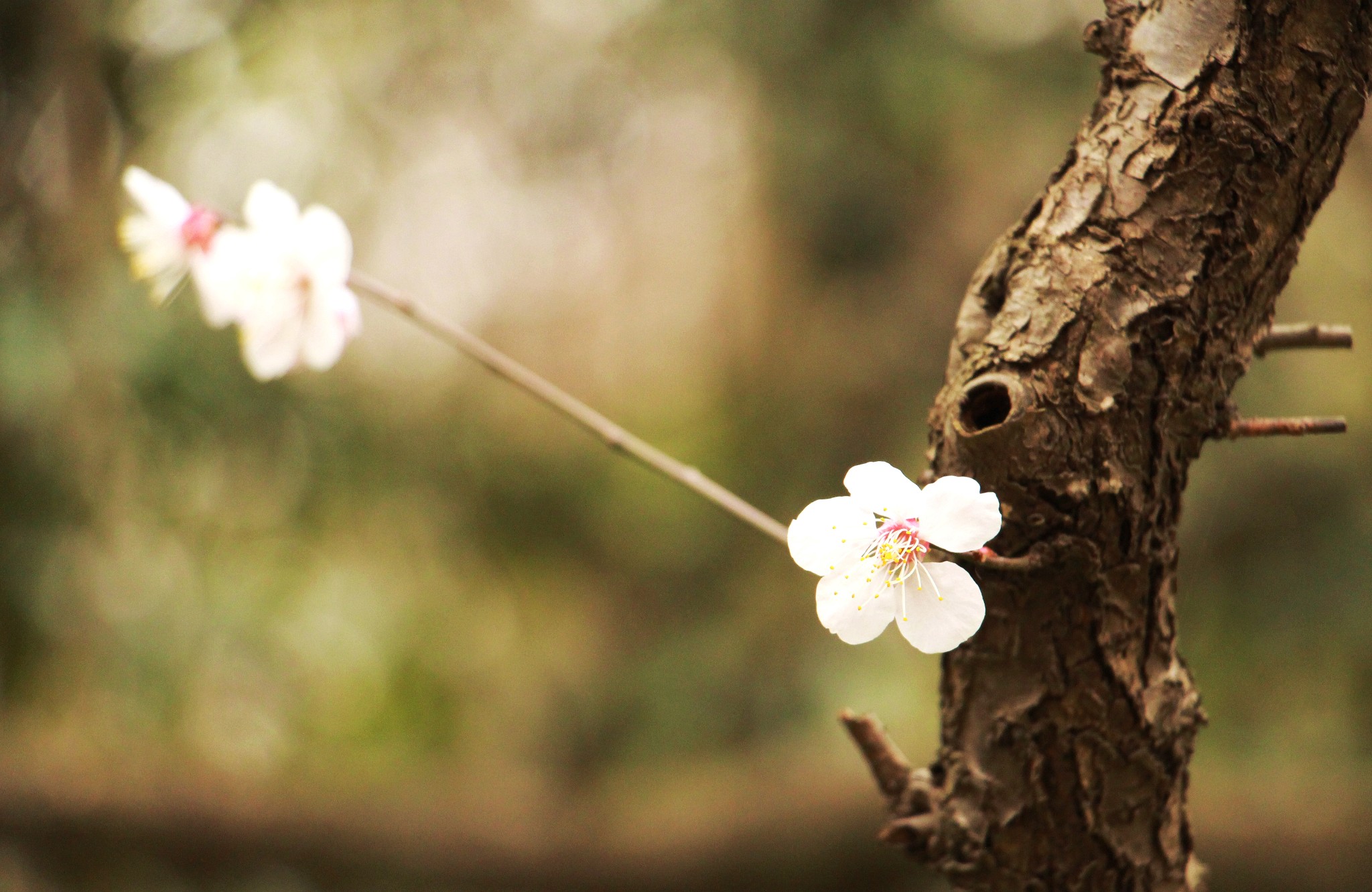 几月份去南京最好，天气怎么样，去几天合适