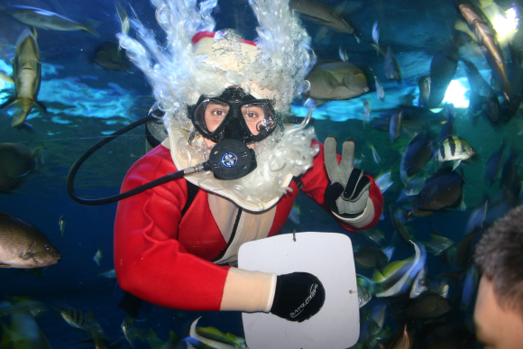 水族馆在许多地方并不鲜见,新加坡和香港就各有一个世界知名的水族馆,泰国在大城府也有一个最大的淡水水族馆。 但芭堤雅“海底世界”是泰国首个海底水族馆,比新加坡圣淘沙水族馆的水容量还大。 泰国芭堤雅海底世界海洋馆是亚洲最大和最现代化的海洋馆,历时近一年半、耗资二亿七千五百万泰铢打造,面积达四千二百平方米。 一条堪称亚洲最长和最为艺术化的海底人行隧道,引导游客在四米深的海底进行令人着迷的旅行,观赏在身边和头顶翔游的海星、蟹、竹鲨、海马等二千多只海洋动物。 主题公园总占地面积 1.