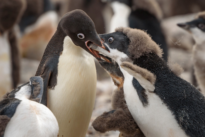 哪个季节去南极好?什么时候去南极最好