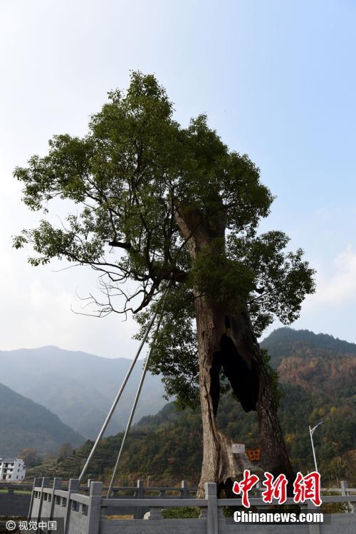 目前,该树已被婺源县列为珍贵树木重点保护对象并进行挂牌保护.