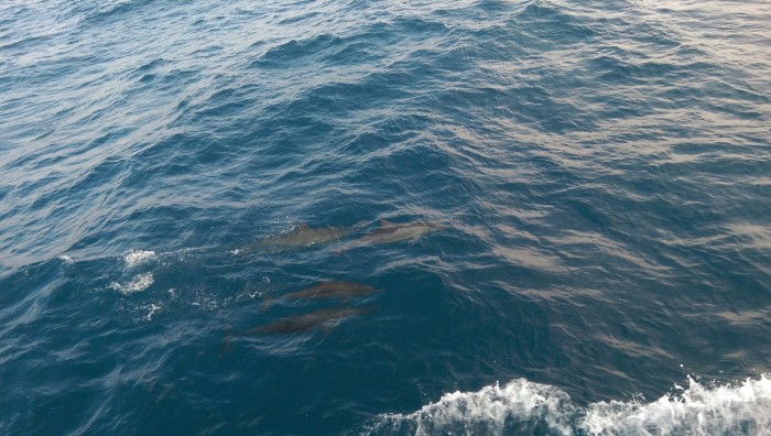 花莲天气什么时候适合赏鲸,路线怎么安排