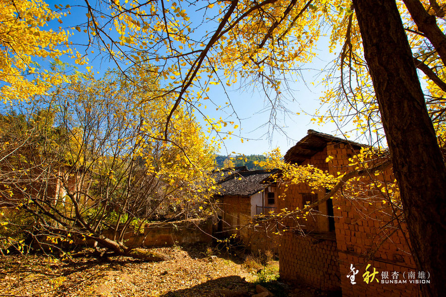 【深圳/东莞/广州出发】最后一期12月9号出发,韶关南雄银杏深秋摄影