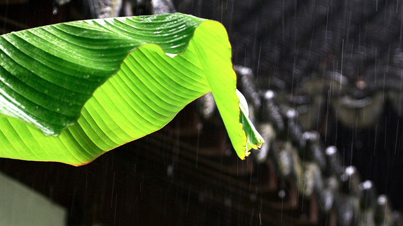 雨打芭蕉简谱_雨打芭蕉图片(2)