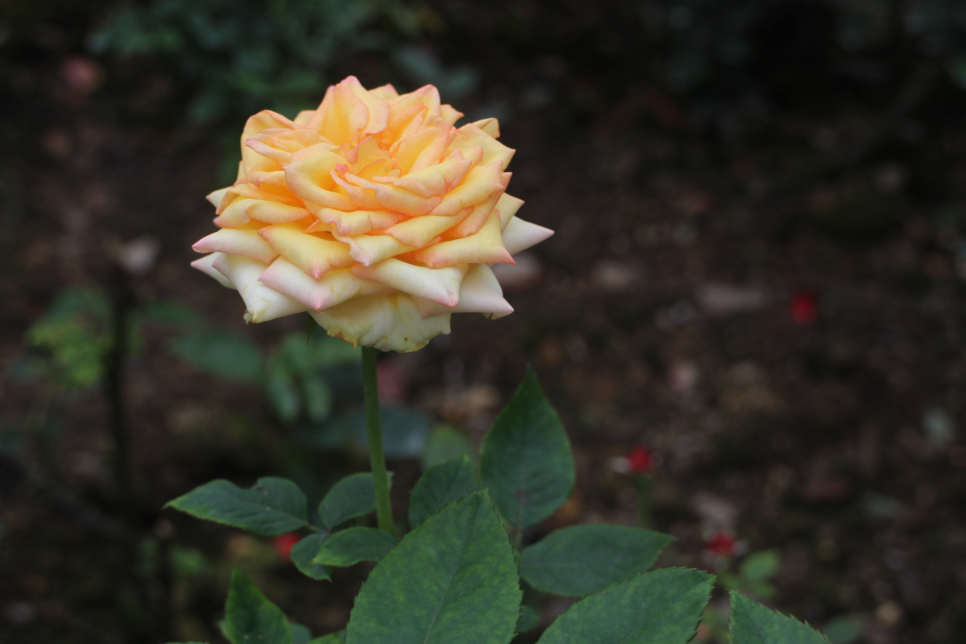 wKgBs1dx7cqAZbT5AAqrccayk9815.jpeg?imageView2%2F2%2Fw%2F600%2Fh%2F600%2Fq%2F90