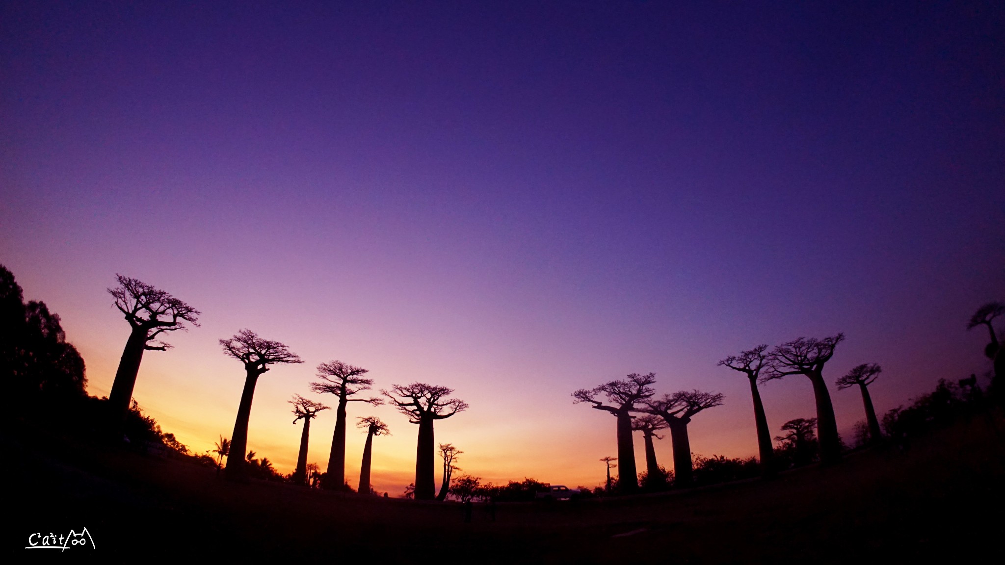 单是冲着“高颜值”的猴面包树，也值得去马达加斯加一趟 - 知乎