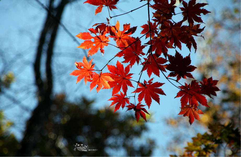 国庆北京香山红叶能看吗 北京国庆节去哪里看红叶 国庆节北京看红叶的地方 马蜂窝