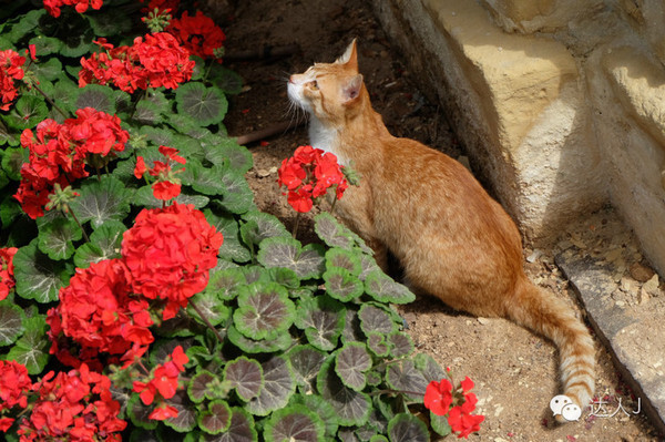 看看这只马耳他猫的表情,它好像错过了几个亿